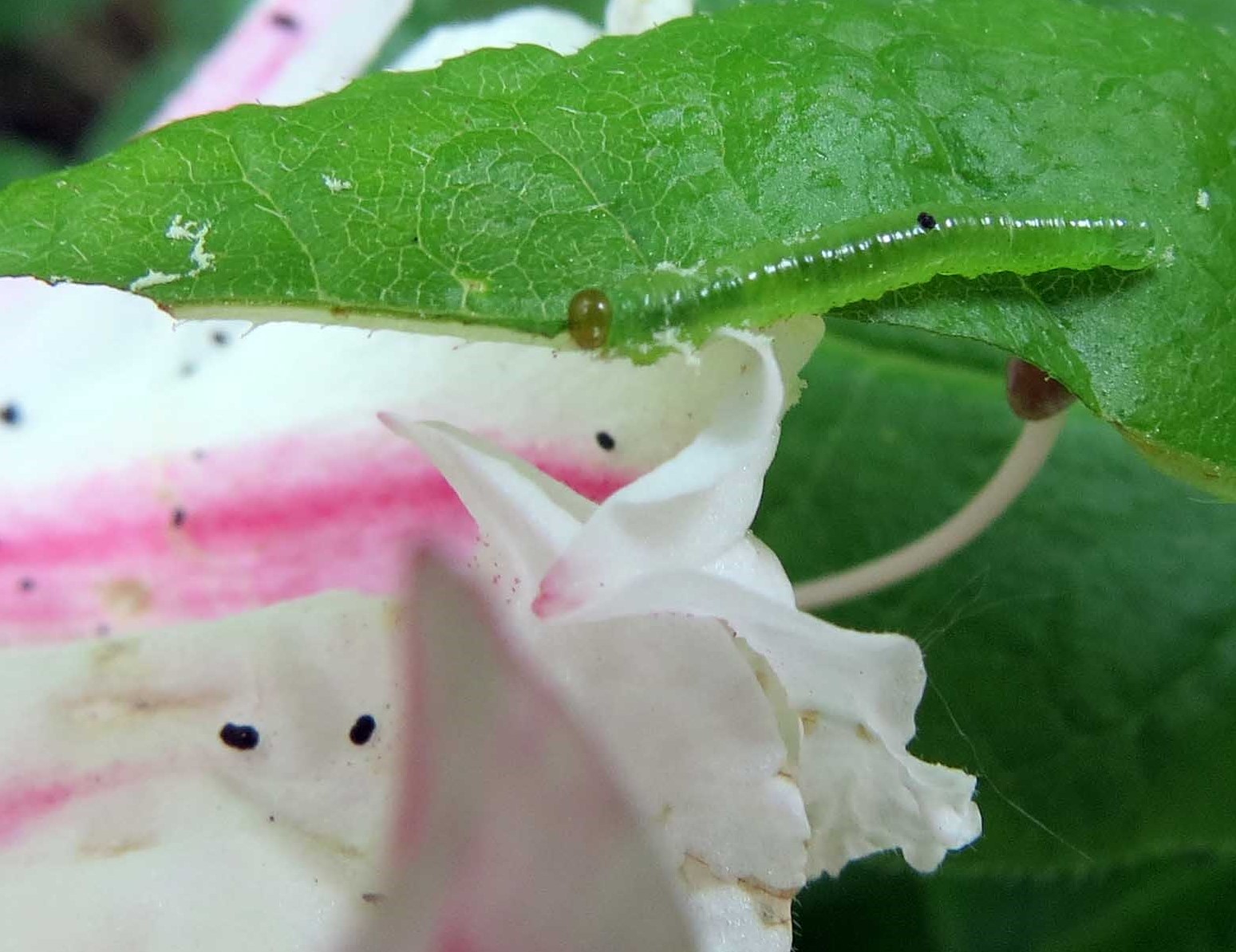 Azalea sawfly larvae